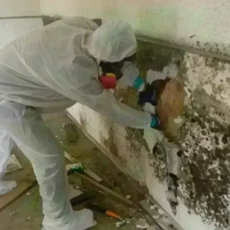 Mold Remediation and Removal in Utica, NY